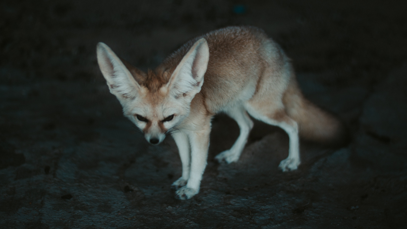 Обои фенек, лиса, Псовые, живая природа, лисица в разрешении 1366x768