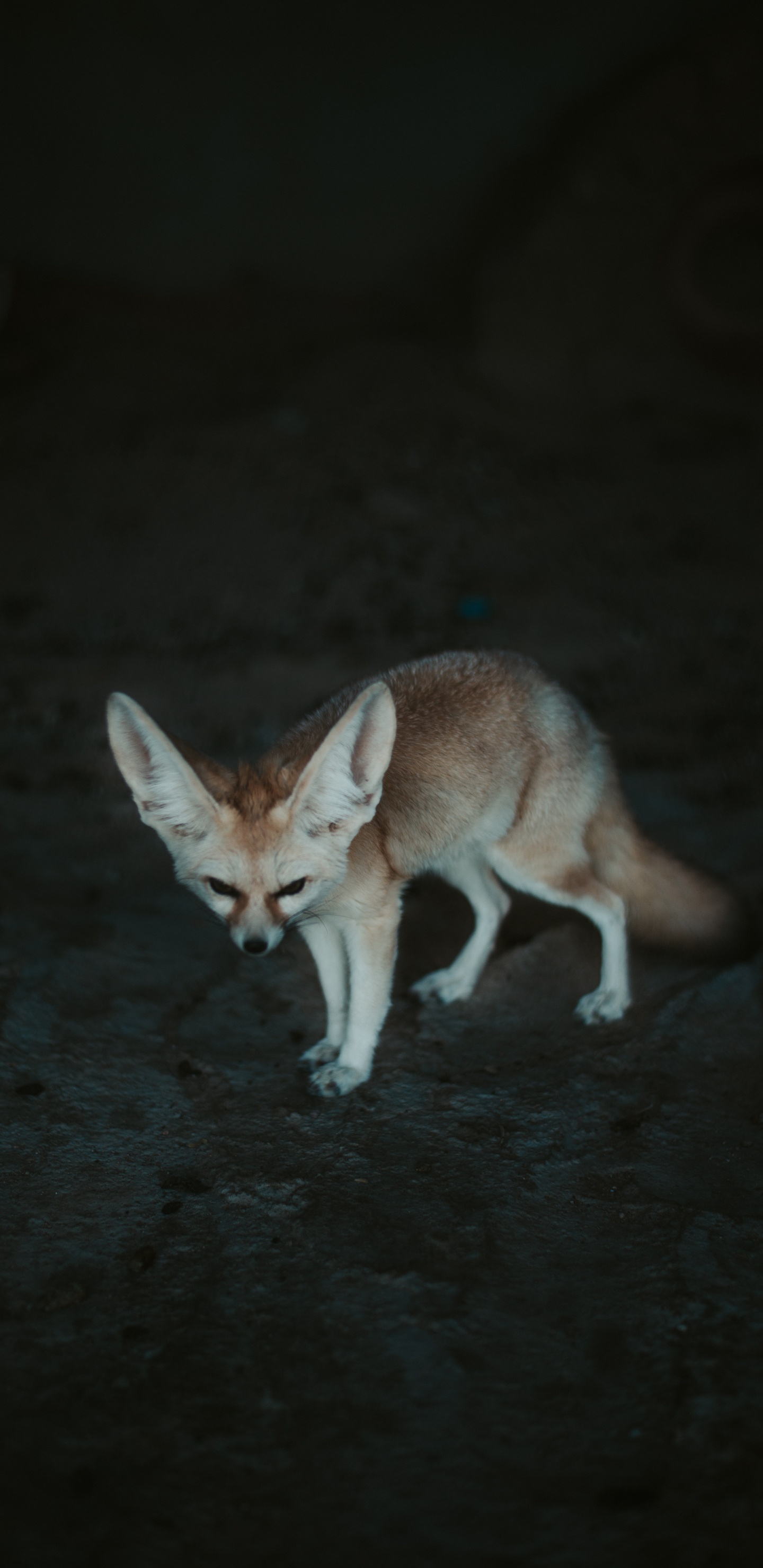 Обои фенек, лиса, Псовые, живая природа, лисица в разрешении 1440x2960