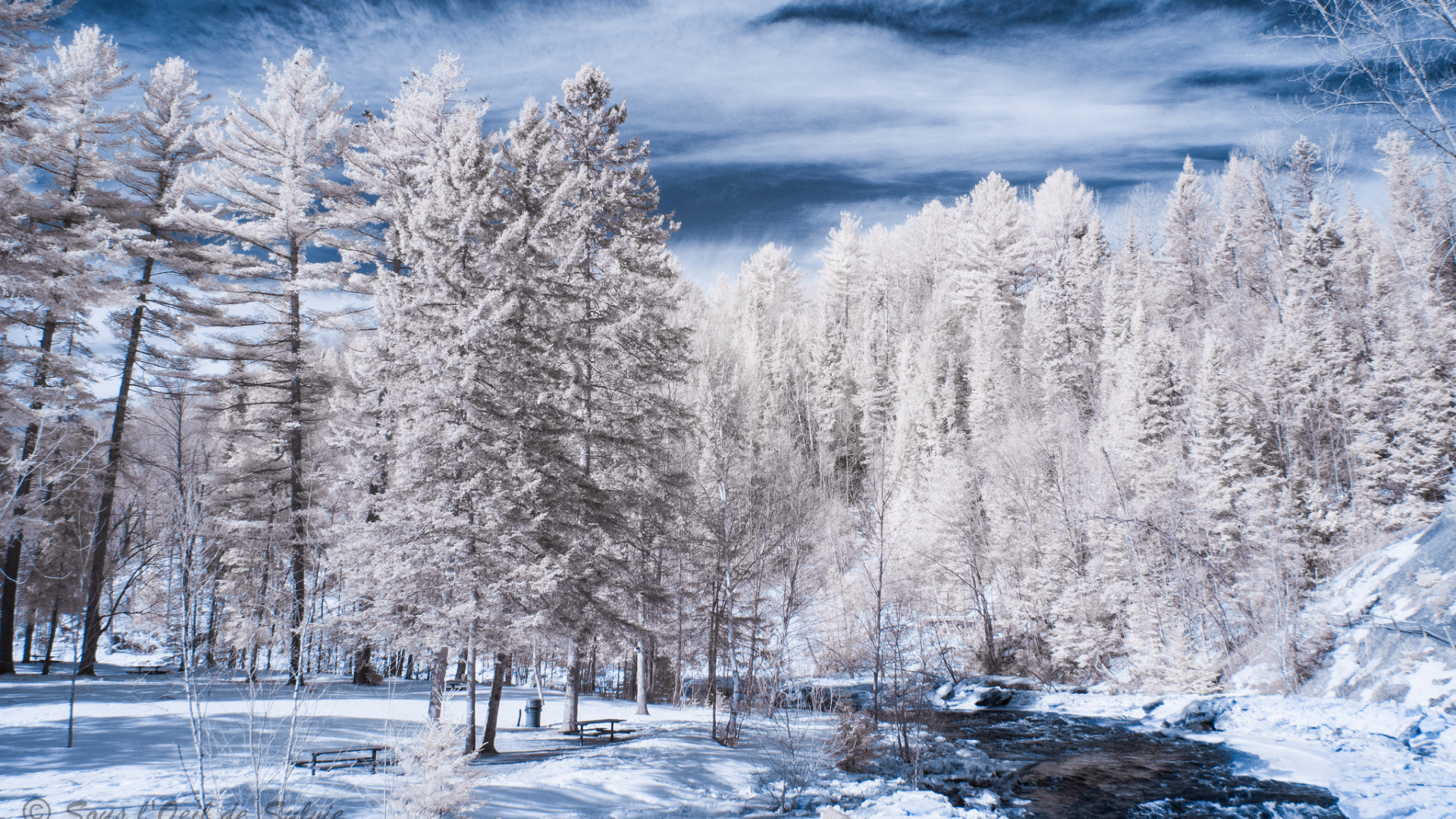 Обои зима, пихта, снег, дерево, замораживание в разрешении 1920x1080