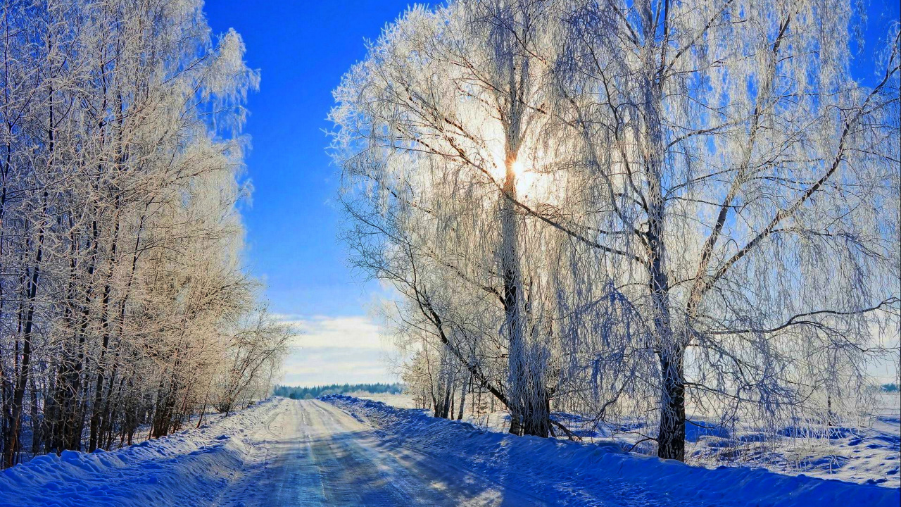 Обои снег, зима, природный ландшафт, дерево, природа в разрешении 1280x720