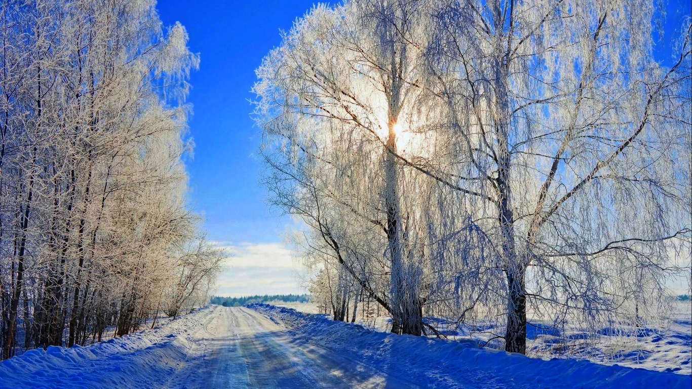 Обои снег, зима, природный ландшафт, дерево, природа в разрешении 1366x768