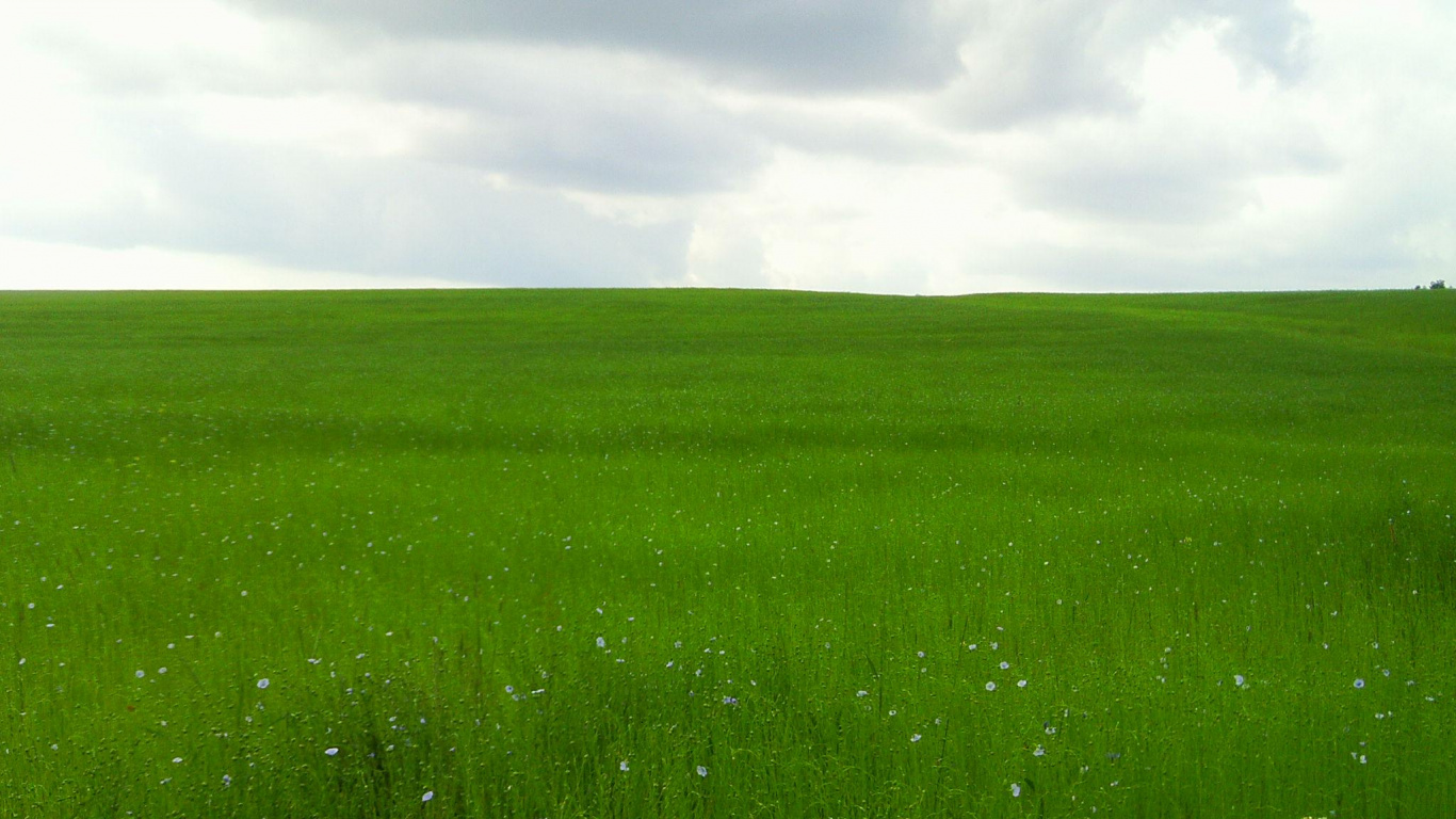Обои сенокосное угодье, поле, прерия, луг, урожай в разрешении 1366x768
