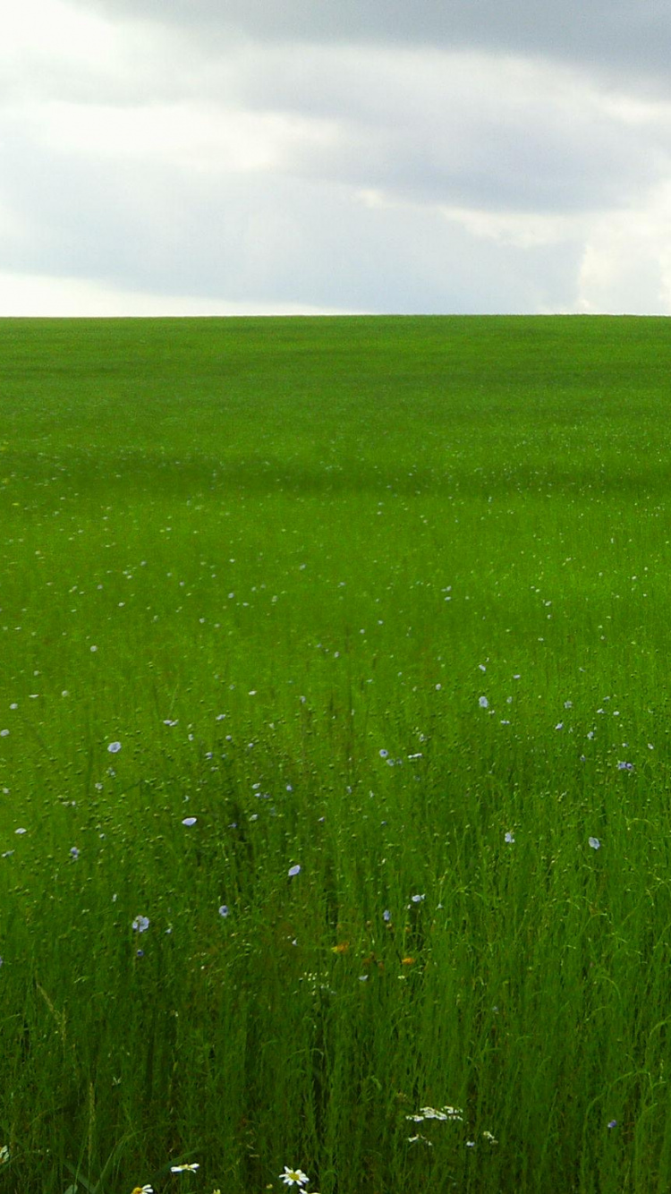 Обои сенокосное угодье, поле, прерия, луг, урожай в разрешении 750x1334