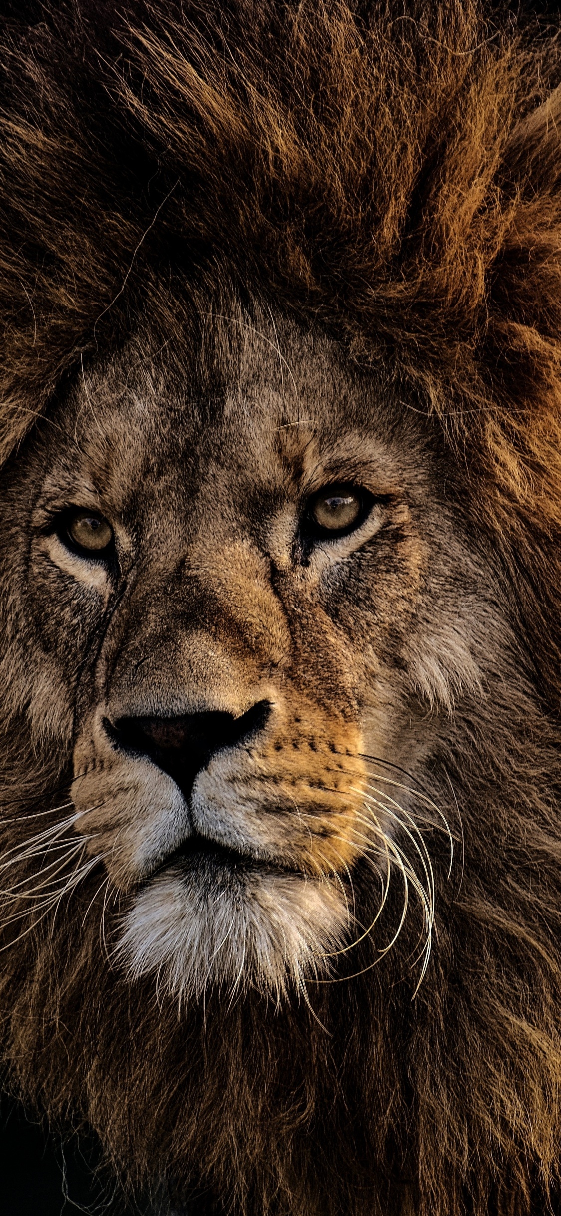 Обои Лев, волосы, живая природа, масаи Лев, кошачьих в разрешении 1125x2436