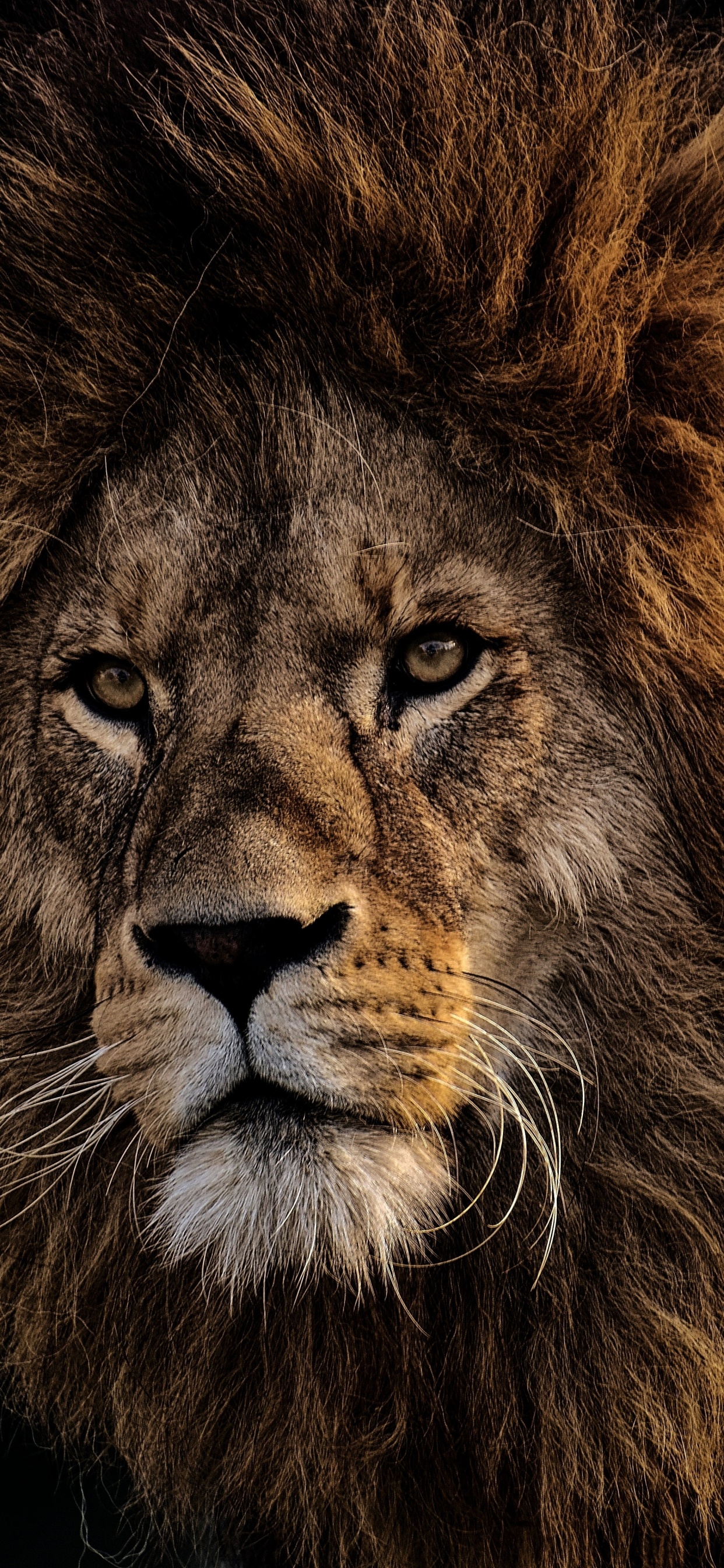 Обои Лев, волосы, живая природа, масаи Лев, кошачьих в разрешении 1242x2688