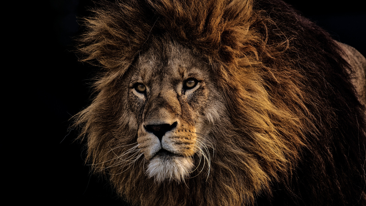 Обои Лев, волосы, живая природа, масаи Лев, кошачьих в разрешении 1280x720