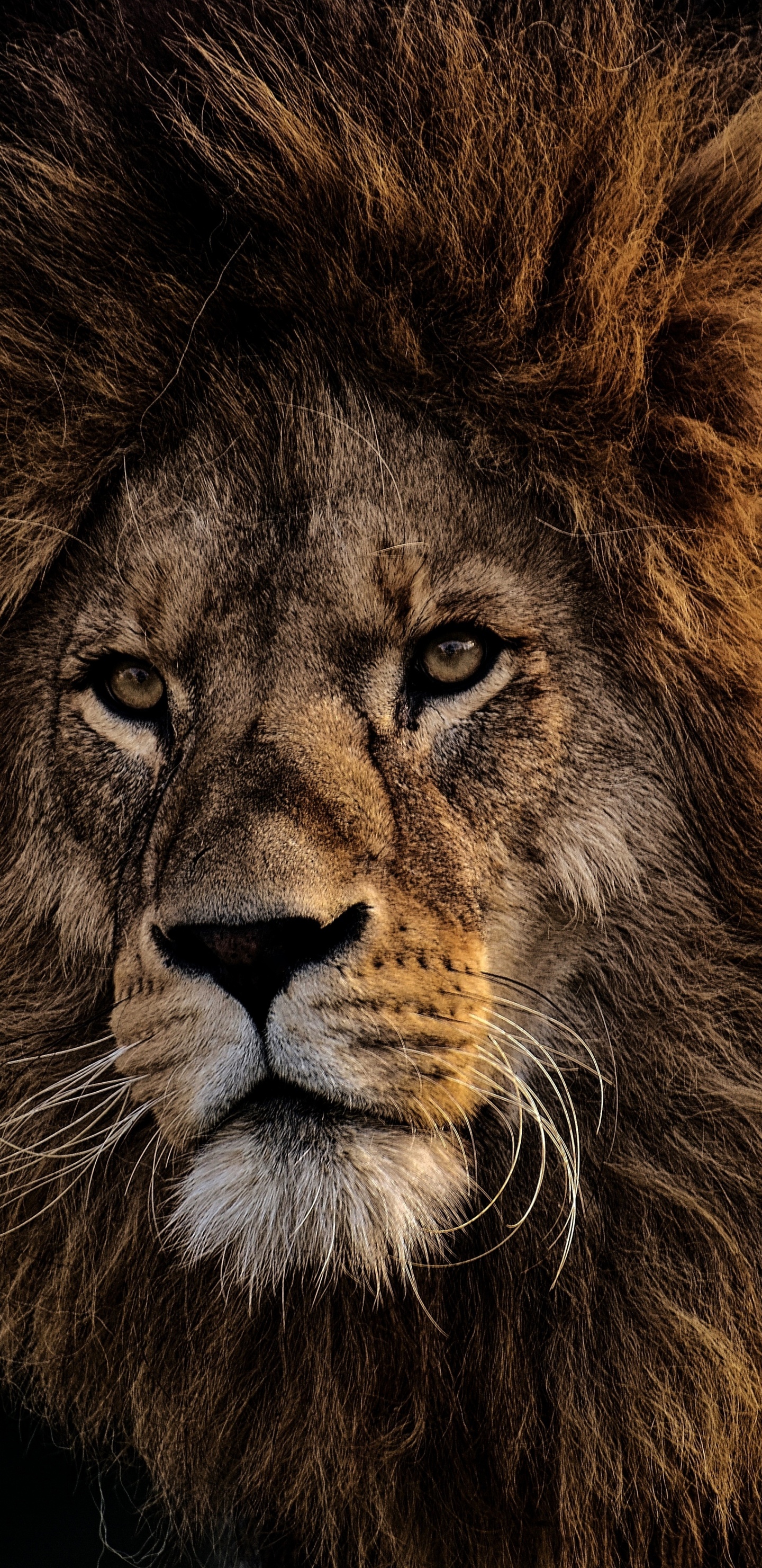 Обои Лев, волосы, живая природа, масаи Лев, кошачьих в разрешении 1440x2960