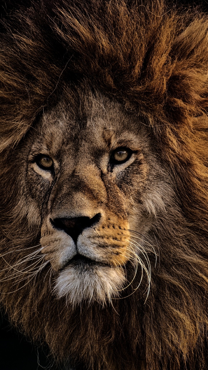 Обои Лев, волосы, живая природа, масаи Лев, кошачьих в разрешении 720x1280