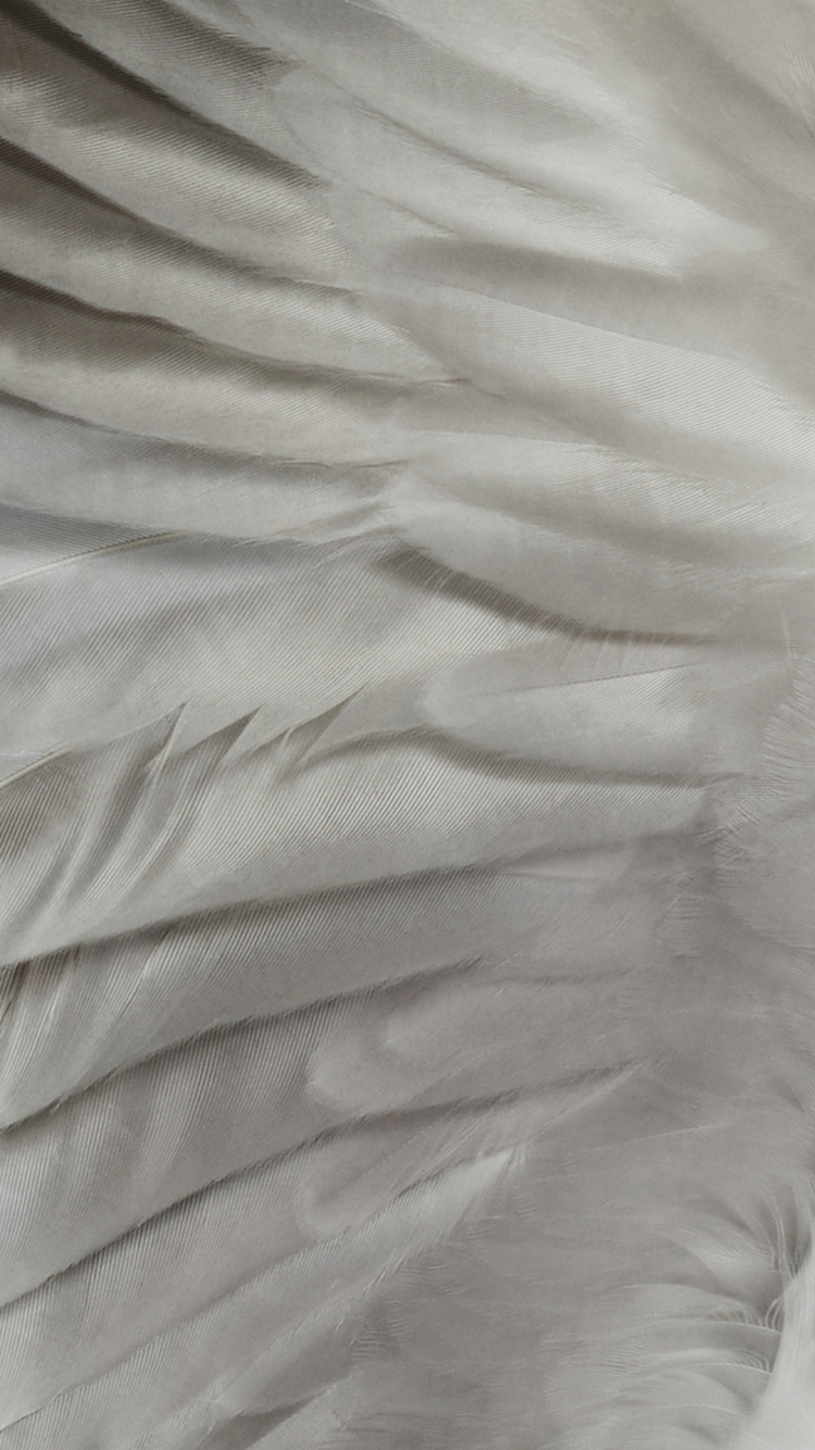 Обои древесина, Google, смартфон, андроид, пиксель 7 в разрешении 750x1334