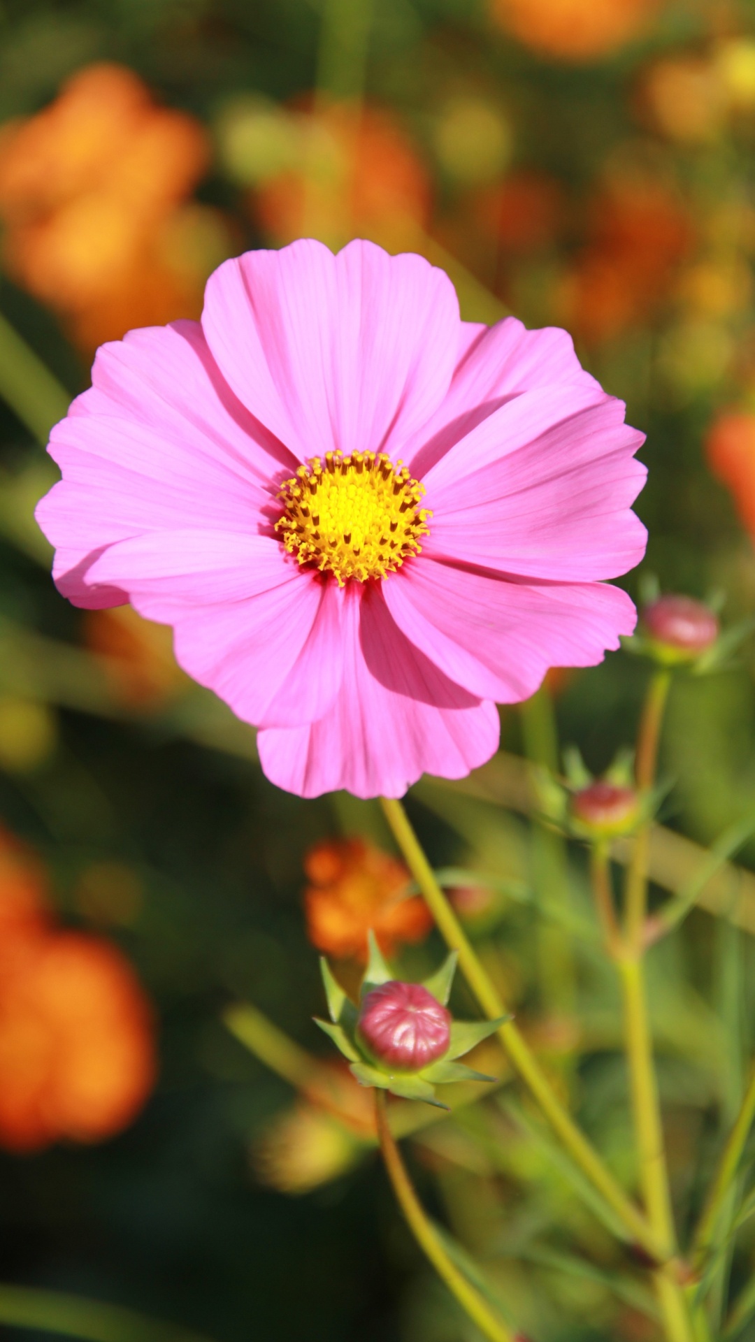 Обои сад космос, цветок, розовый, цветковое растение, лепесток в разрешении 1080x1920