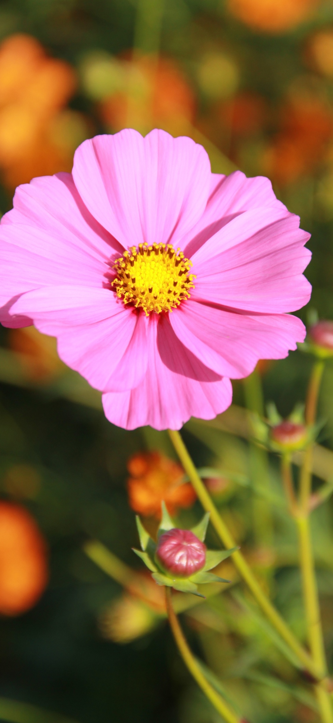 Обои сад космос, цветок, розовый, цветковое растение, лепесток в разрешении 1125x2436