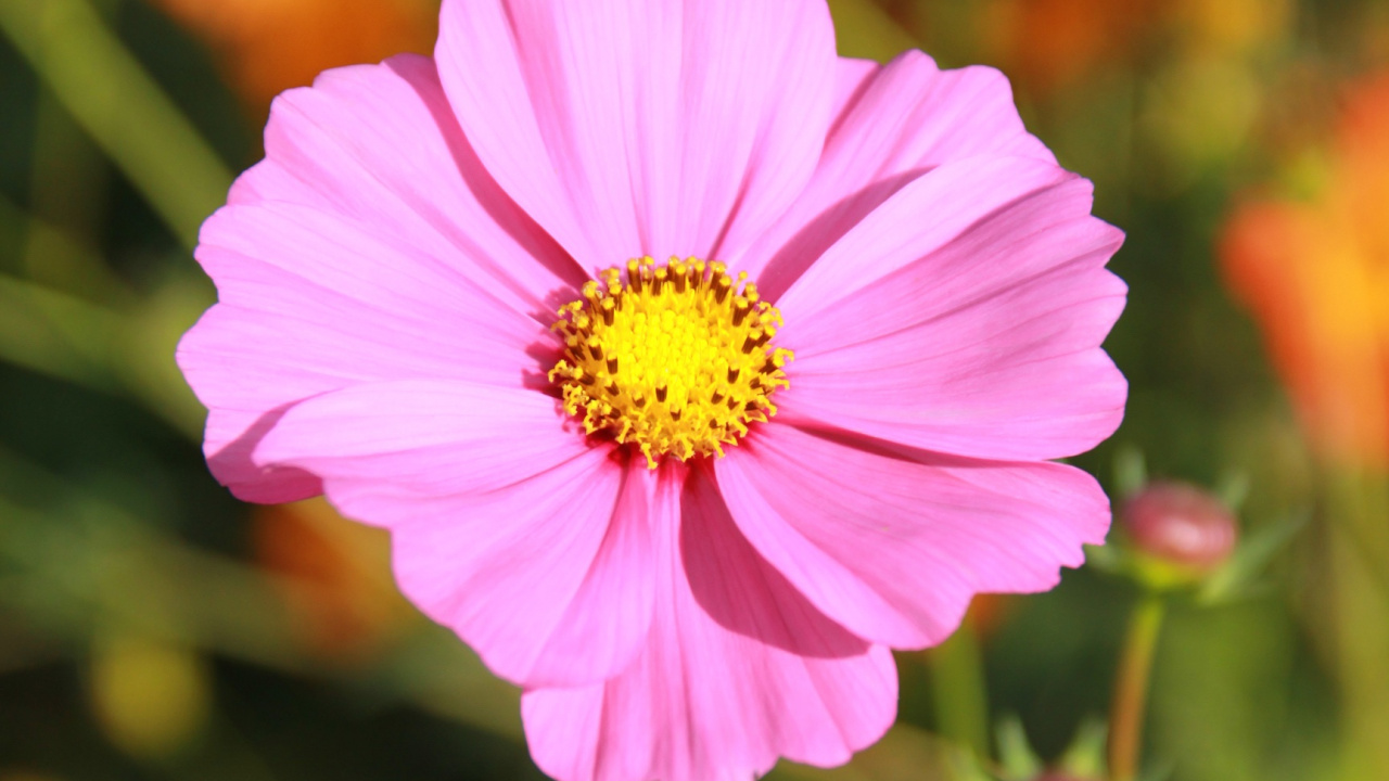Обои сад космос, цветок, розовый, цветковое растение, лепесток в разрешении 1280x720