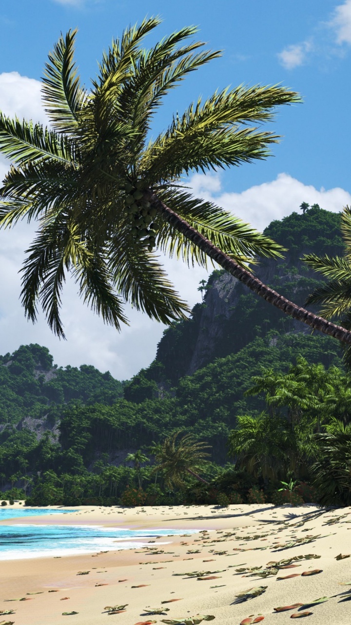 Обои тропическая зона, дерево, Пальма, пляж, берег в разрешении 720x1280