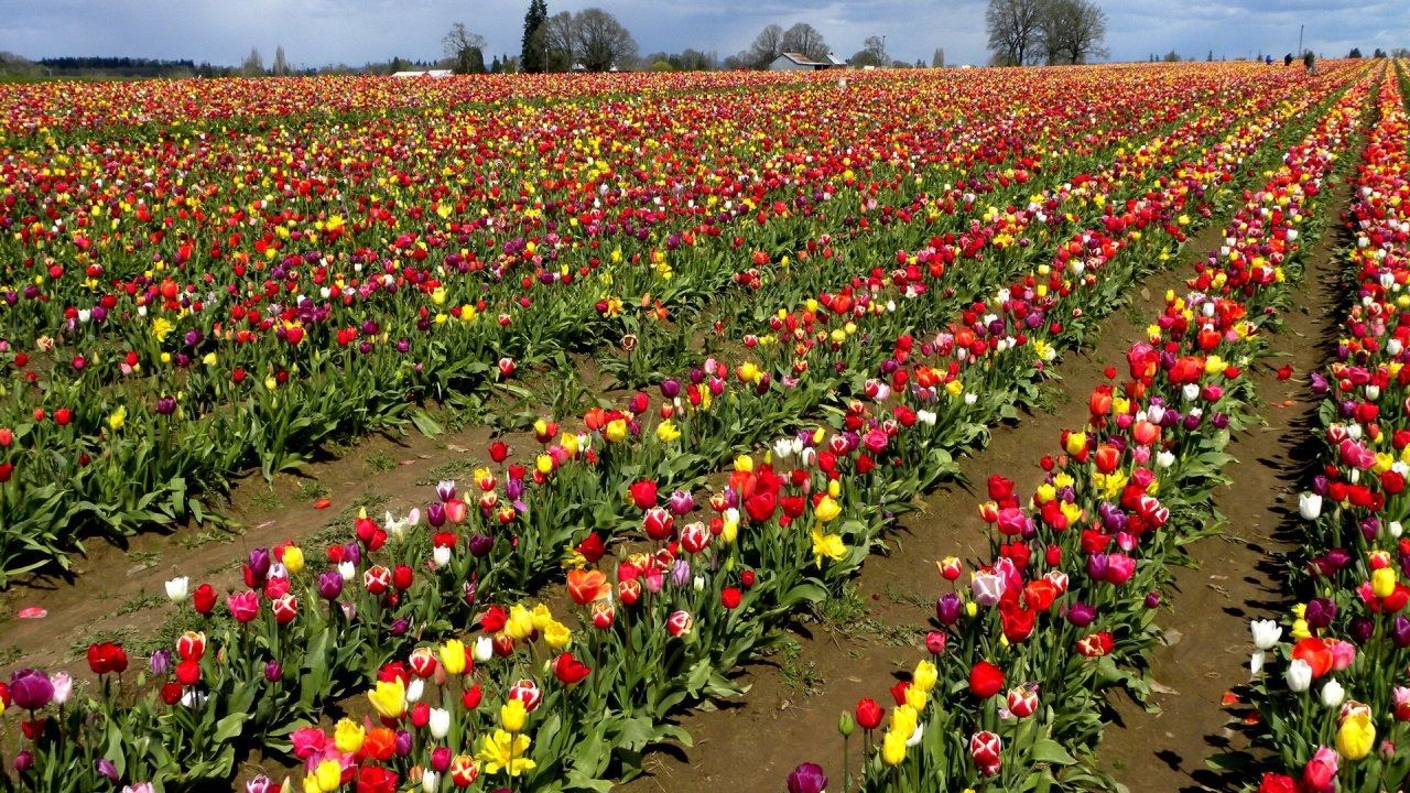 Обои цветковое растение, весна, село, однолетнее растение, семенные растения в разрешении 1280x720