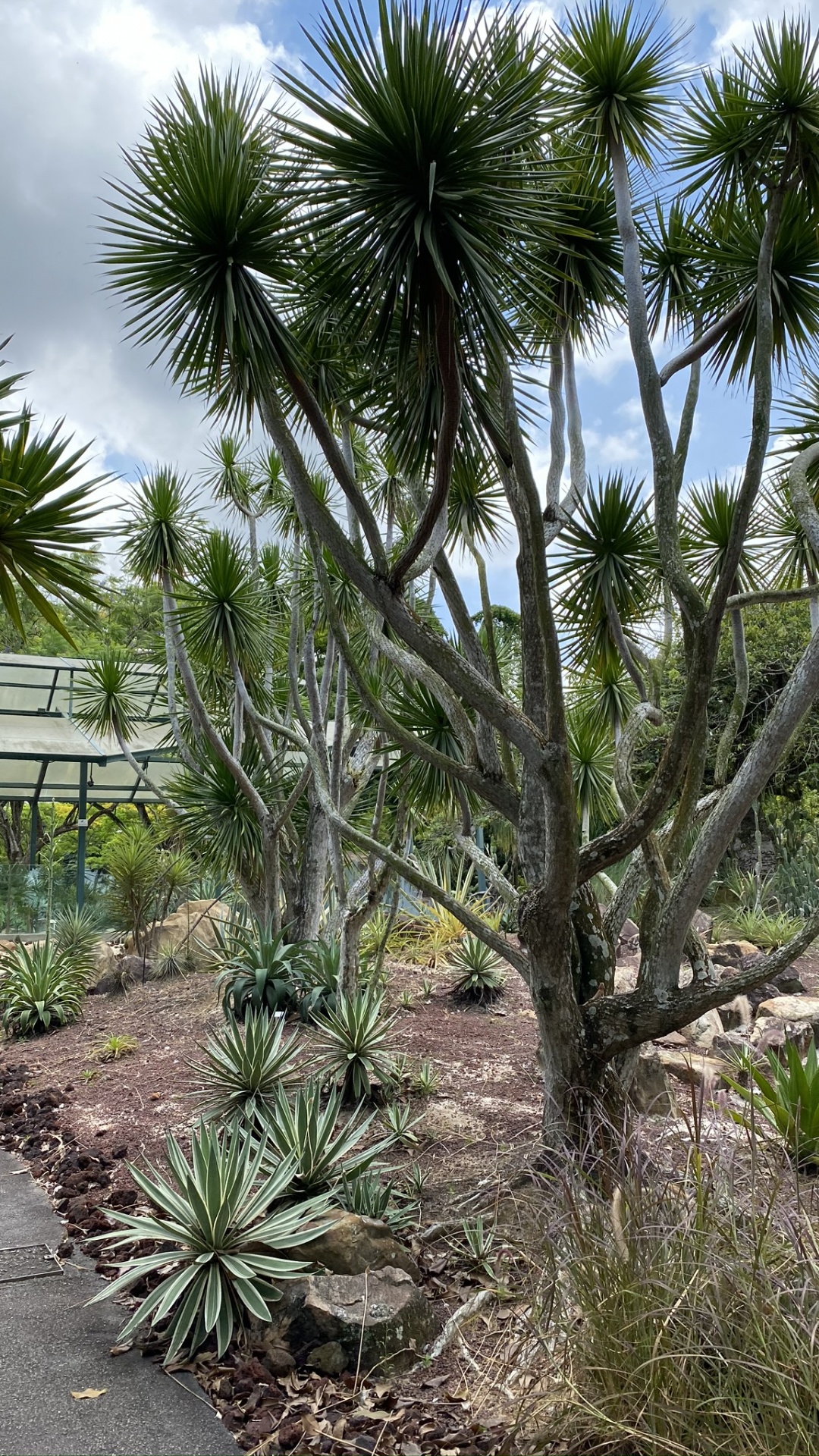 Обои растительность, биом, кустарник, рассада, растение в разрешении 1080x1920