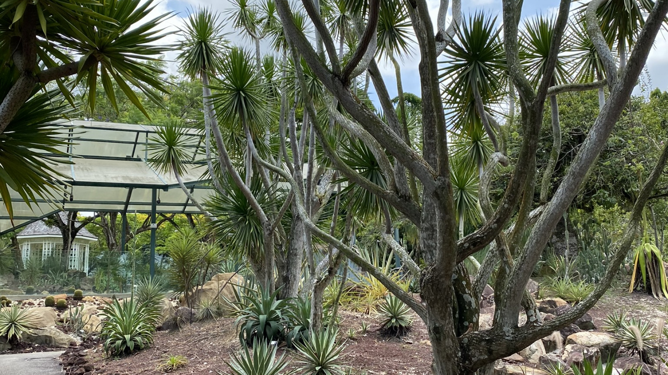 Обои растительность, биом, кустарник, рассада, растение в разрешении 1366x768