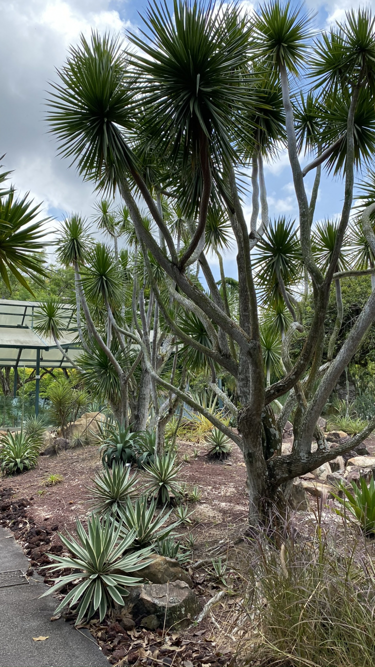 Обои растительность, биом, кустарник, рассада, растение в разрешении 750x1334