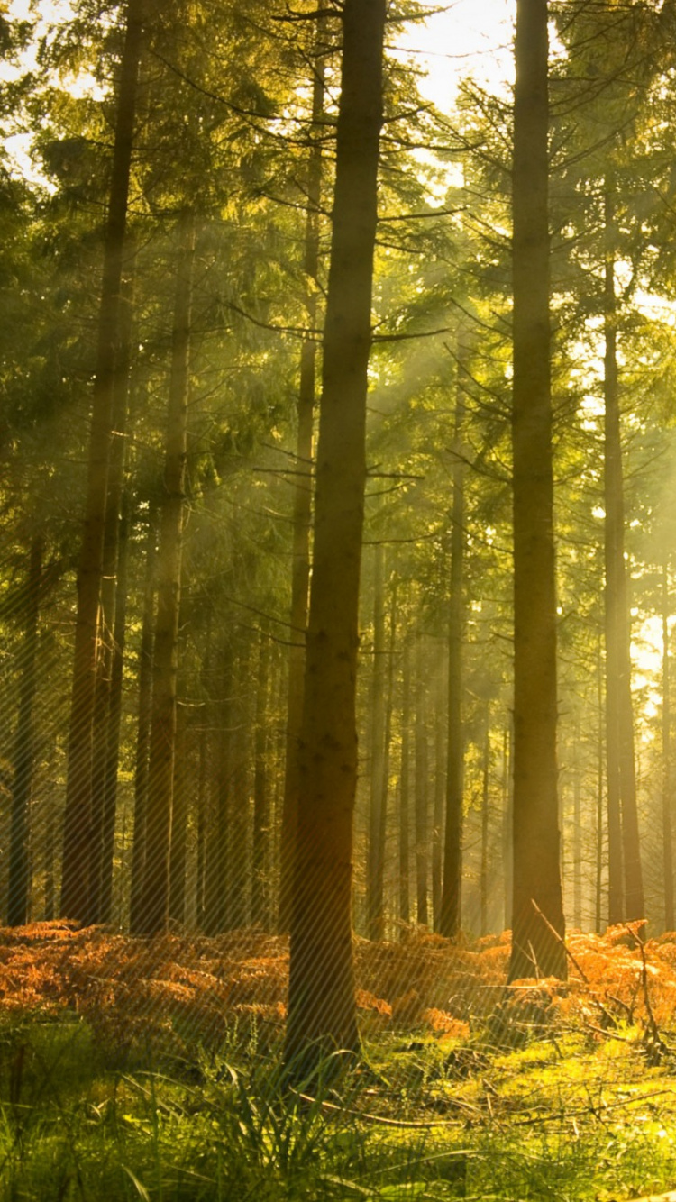 Обои лес, природа, лесистая местность, солнечный свет, старовозрастные леса в разрешении 750x1334