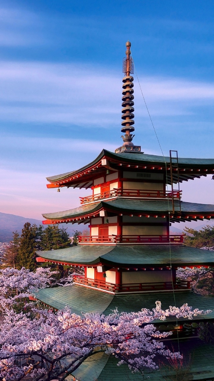Обои цветение вишни, гора Фудзи, пагода, ориентир, цветок в разрешении 720x1280