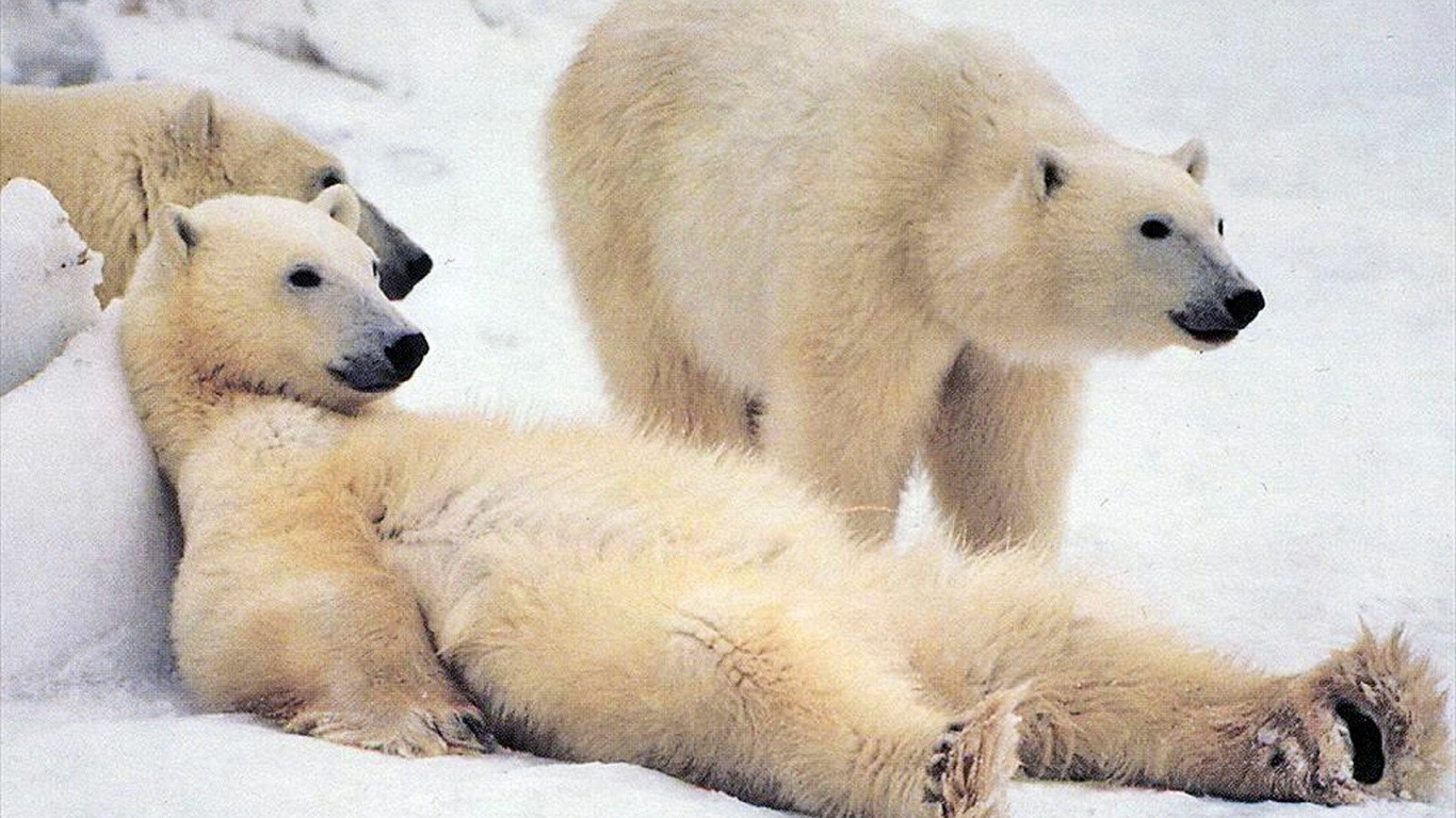 Обои белый медведь, медведь, наземные животные, млекопитающее, морда в разрешении 1366x768