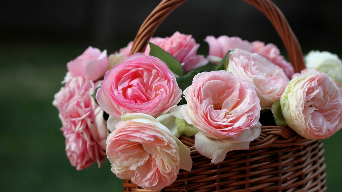 Обои сад роз, розовый, Роза, флористики, семья Роуз в разрешении 1366x768