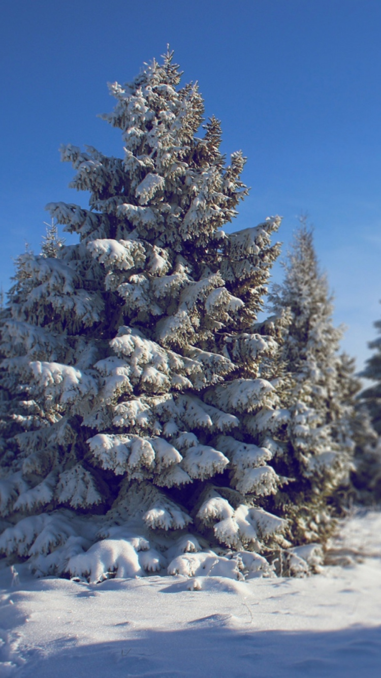 Обои ель, снег, зима, дерево, замораживание в разрешении 750x1334