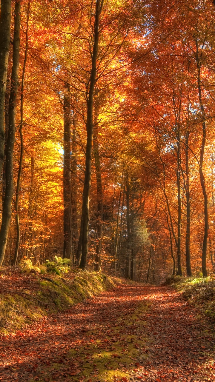 Обои природа, лес, лесистая местность, листопадные, экосистема в разрешении 720x1280