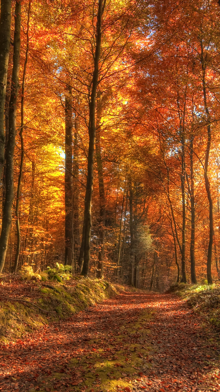 Обои природа, лес, лесистая местность, листопадные, экосистема в разрешении 750x1334