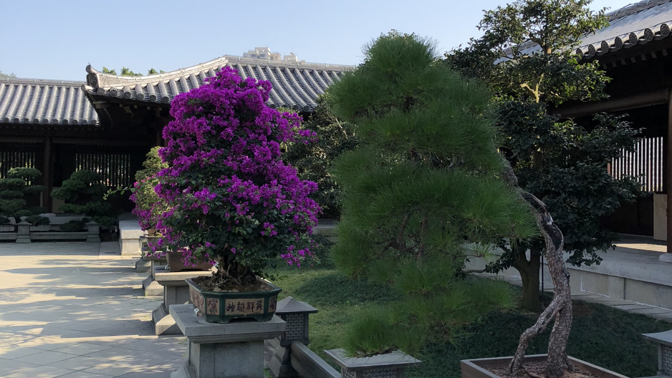 Обои Гонконг, дерево, бонсай, цветочный горшок, цветок в разрешении 1366x768