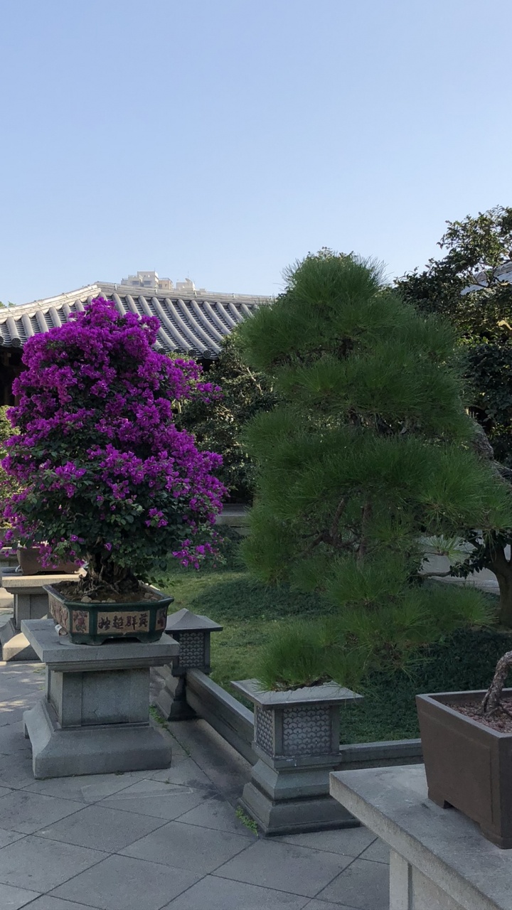 Обои Гонконг, дерево, бонсай, цветочный горшок, цветок в разрешении 720x1280