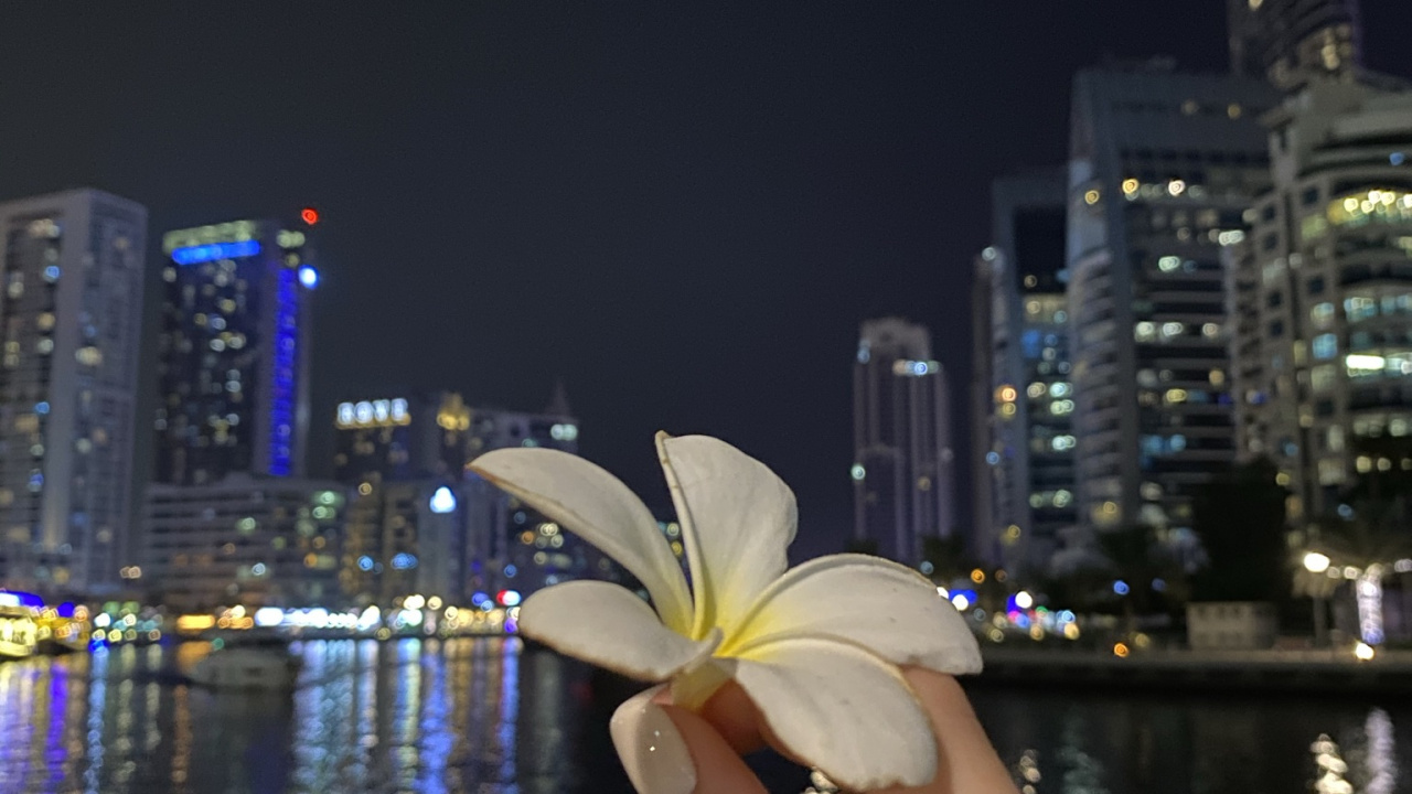 Обои отражение, вода, палец, лепесток, ночь в разрешении 1280x720