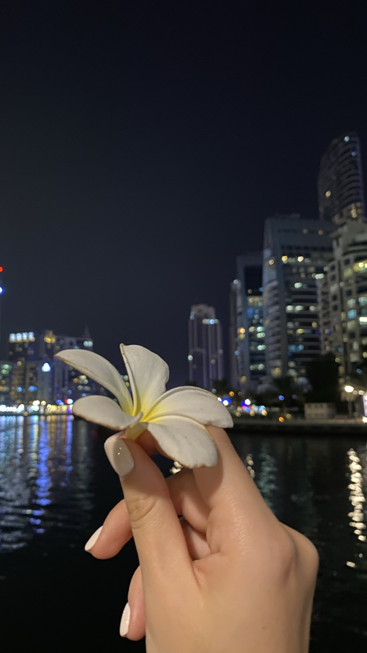 Обои отражение, вода, палец, лепесток, ночь в разрешении 750x1334