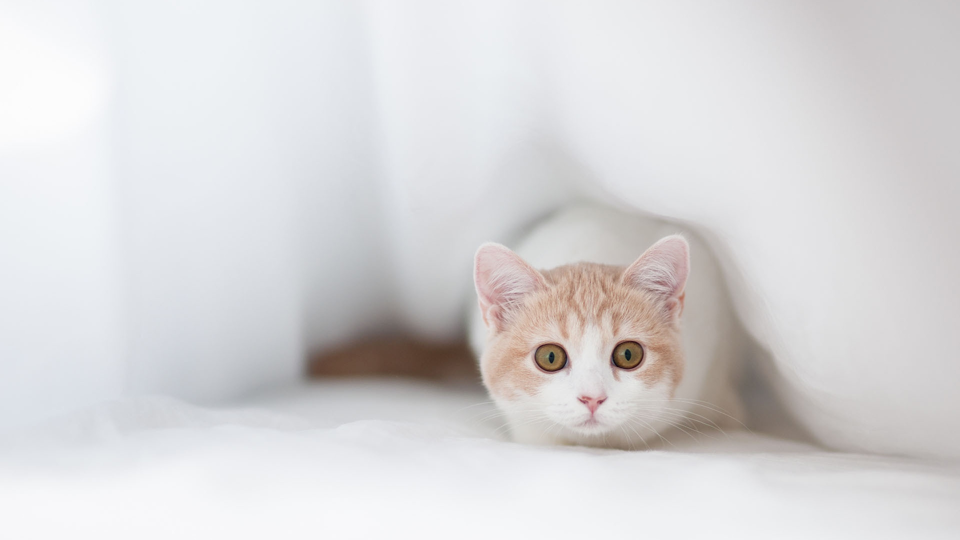 Обои котенок, карапуз, привлекательность, мимишность в разрешении 1920x1080