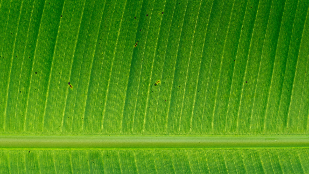 Обои банановые листья, лист, стебель растения, зеленый, растение в разрешении 1280x720