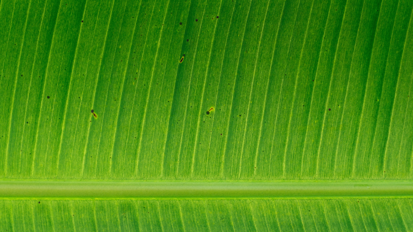 Обои банановые листья, лист, стебель растения, зеленый, растение в разрешении 1366x768