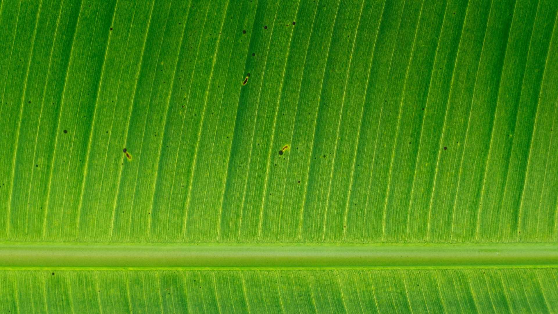 Обои банановые листья, лист, стебель растения, зеленый, растение в разрешении 1920x1080