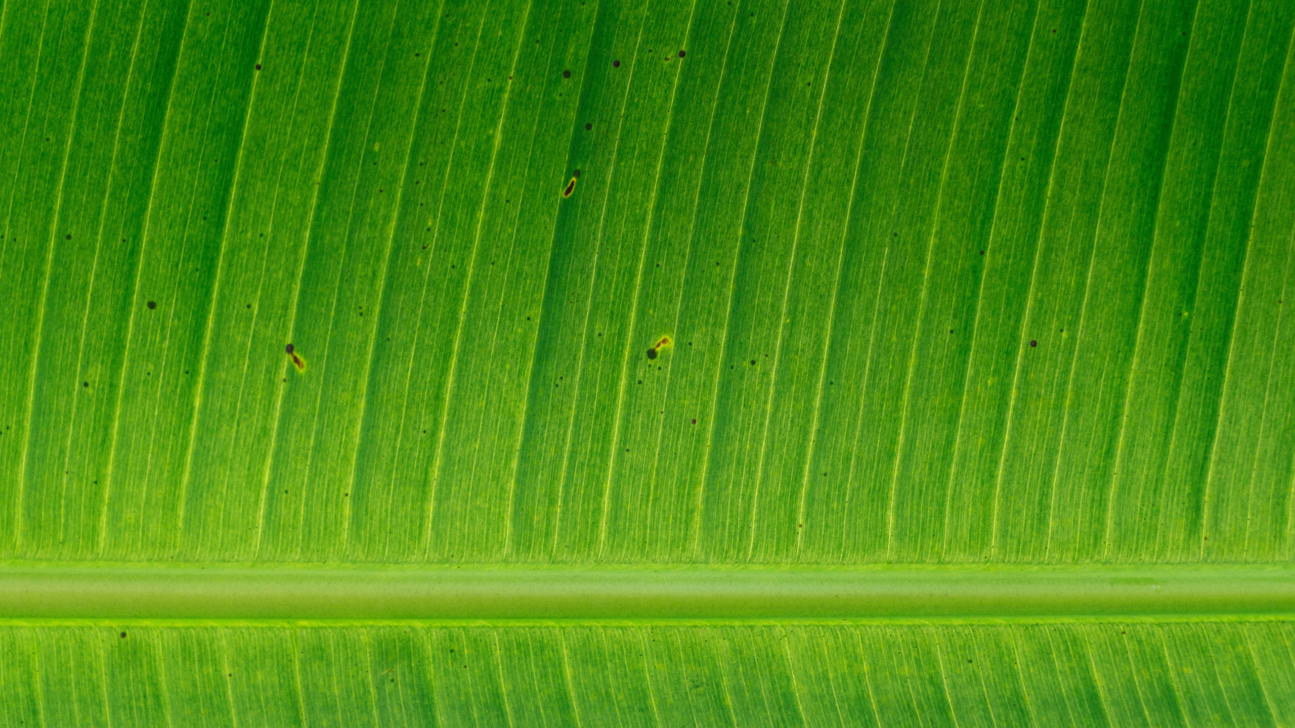 Обои банановые листья, лист, стебель растения, зеленый, растение в разрешении 2560x1440