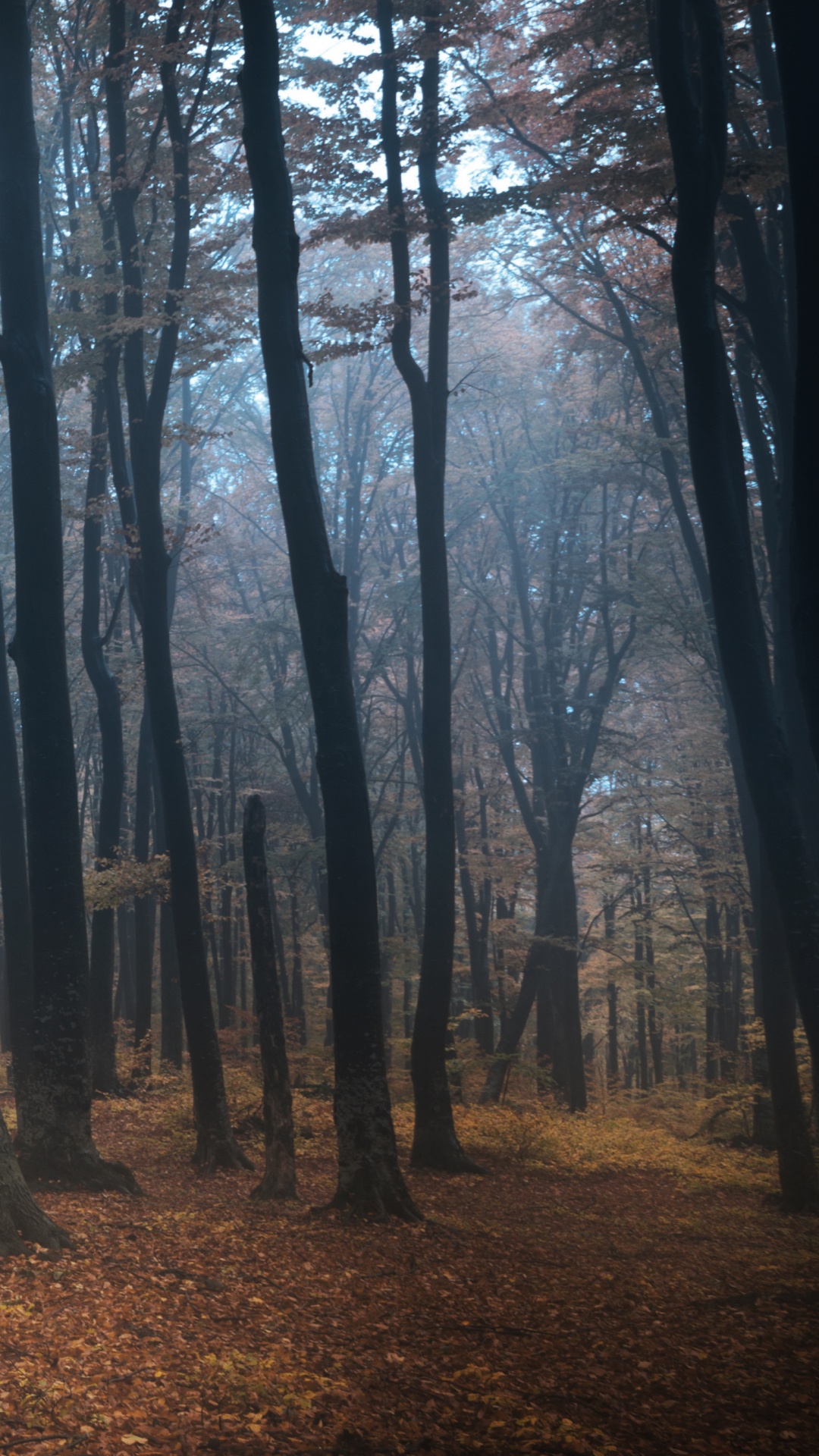 Обои дерево, лес, лесистая местность, ель еловый лес, атмосфера в разрешении 1080x1920