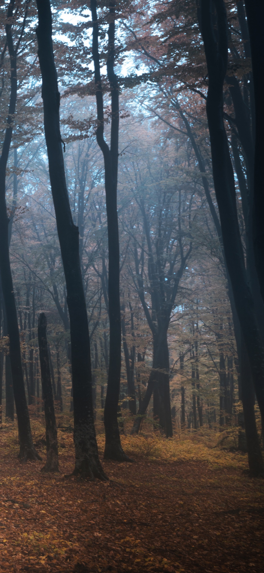 Обои дерево, лес, лесистая местность, ель еловый лес, атмосфера в разрешении 1125x2436