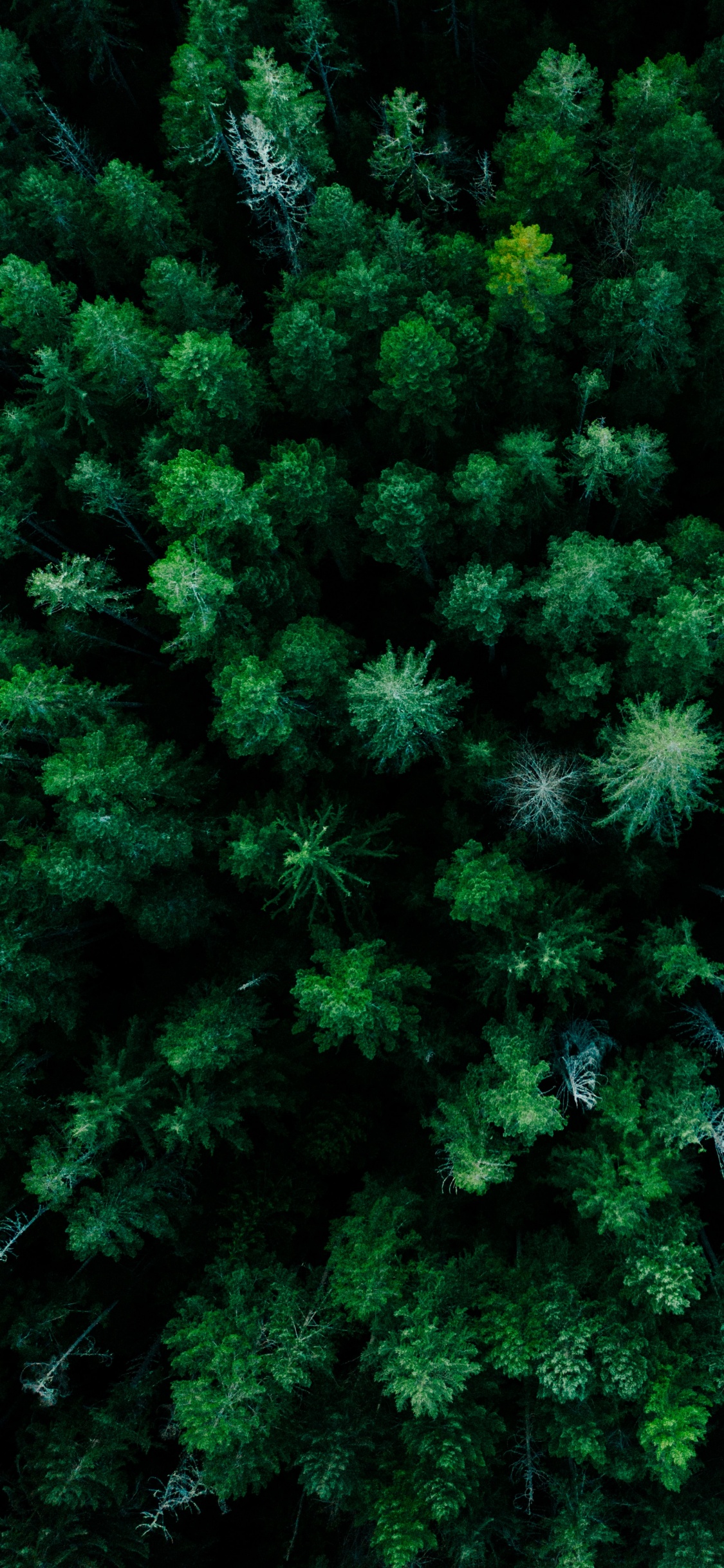 Обои растительное сообщество, лиственница, растение, наземное растение, вечнозеленое растение в разрешении 1125x2436