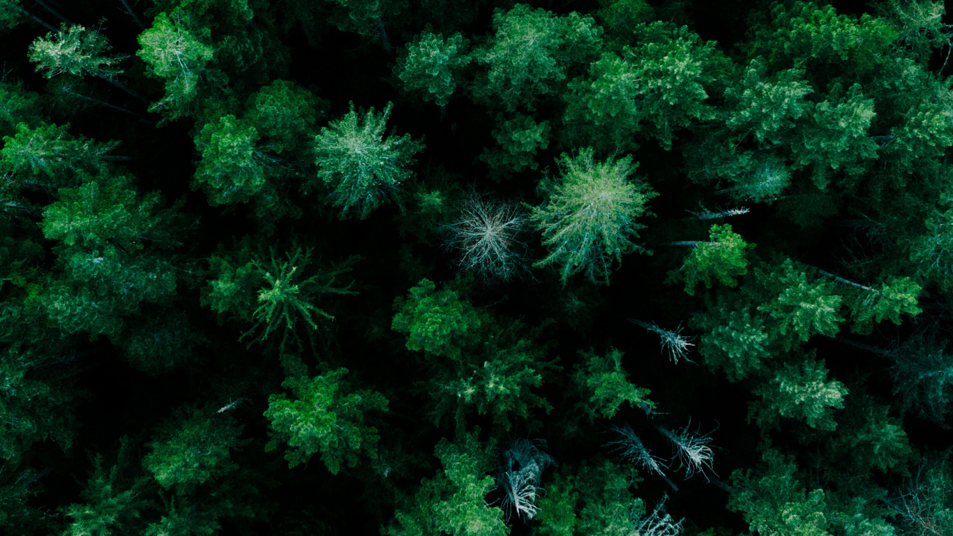 Обои растительное сообщество, лиственница, растение, наземное растение, вечнозеленое растение в разрешении 1366x768