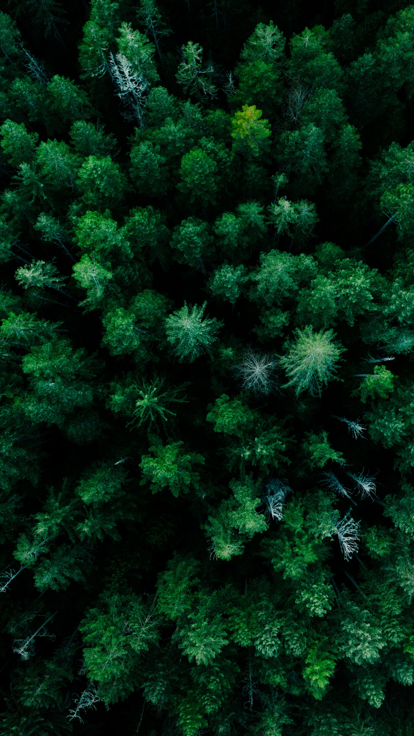 Обои растительное сообщество, лиственница, растение, наземное растение, вечнозеленое растение в разрешении 1440x2560