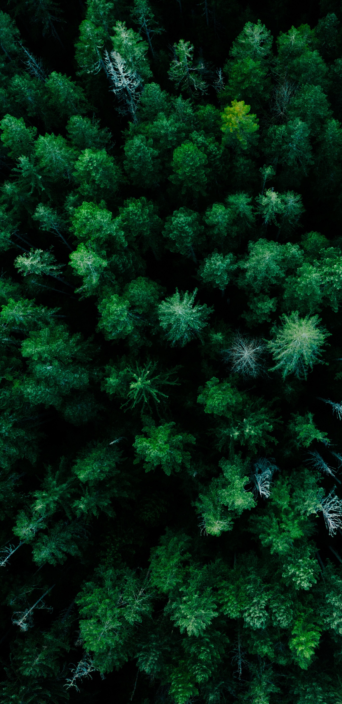 Обои растительное сообщество, лиственница, растение, наземное растение, вечнозеленое растение в разрешении 1440x2960