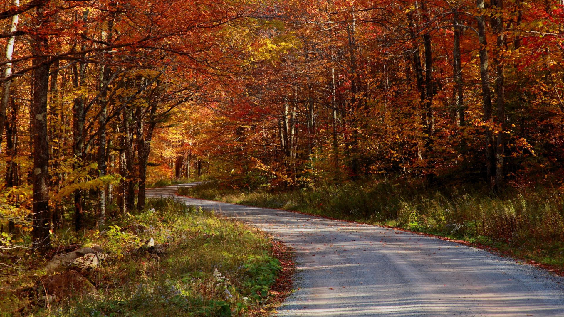 Обои осень, растение, лист, дерево, древесина в разрешении 1920x1080