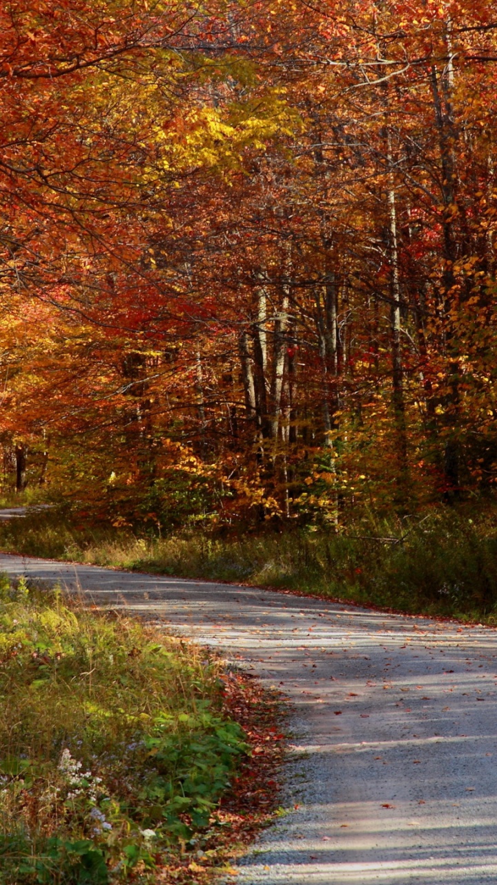 Обои осень, растение, лист, дерево, древесина в разрешении 720x1280