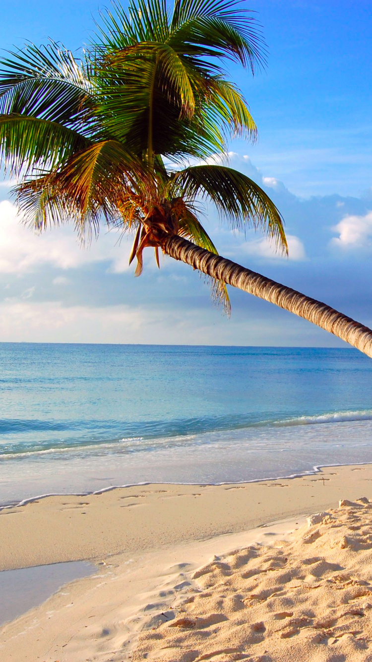 Обои пляж, тропическая зона, Пальма, Карибский бассейн, отпуск в разрешении 750x1334