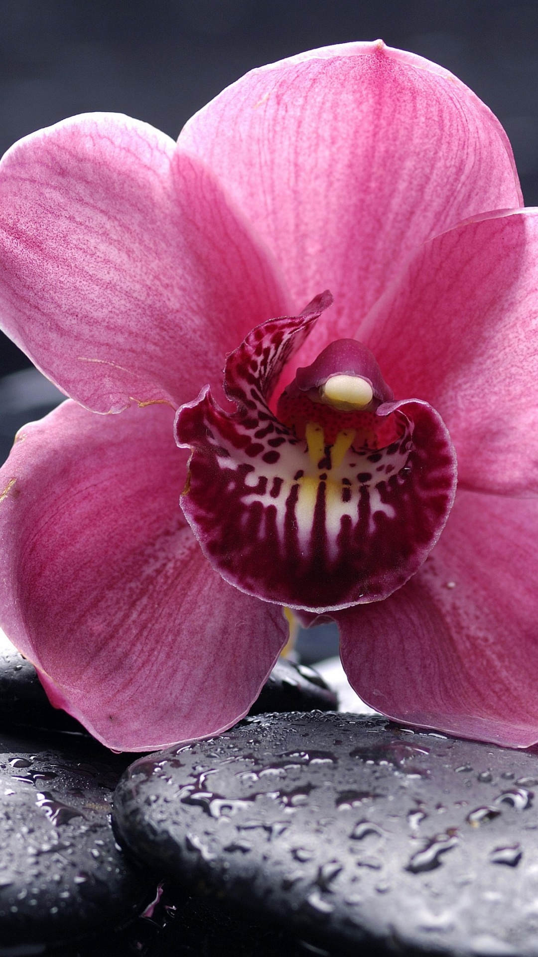 Обои орхидея, цветковое растение, лепесток, цветок, розовый в разрешении 1080x1920