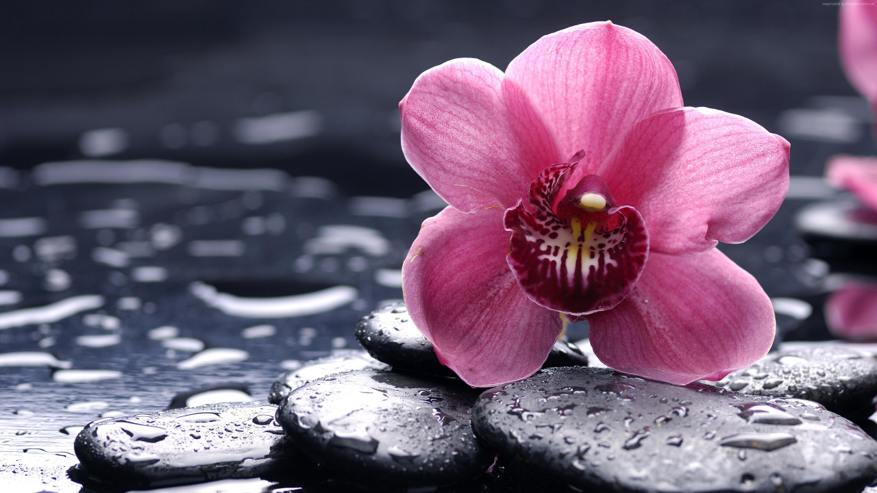 Обои орхидея, цветковое растение, лепесток, цветок, розовый в разрешении 1280x720