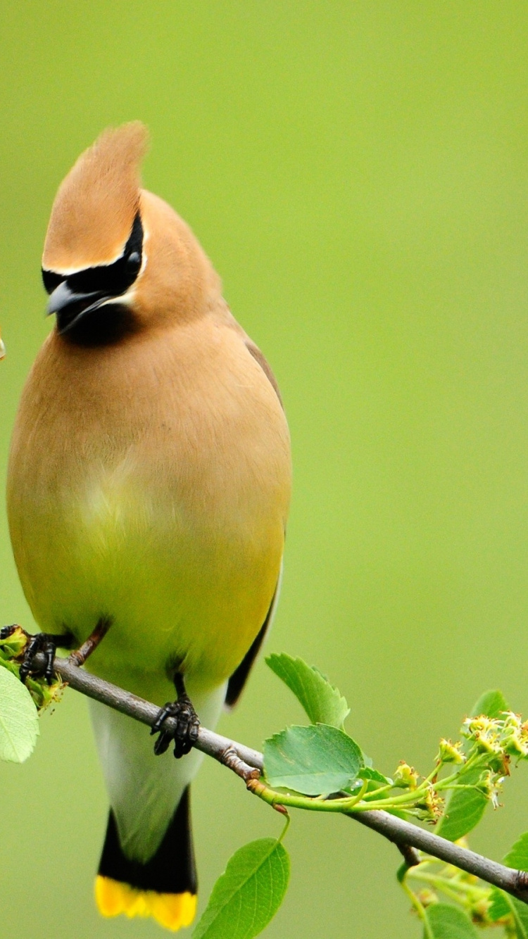 Обои птица, клюв, воробьиные птицы, живая природа, ветвь в разрешении 750x1334