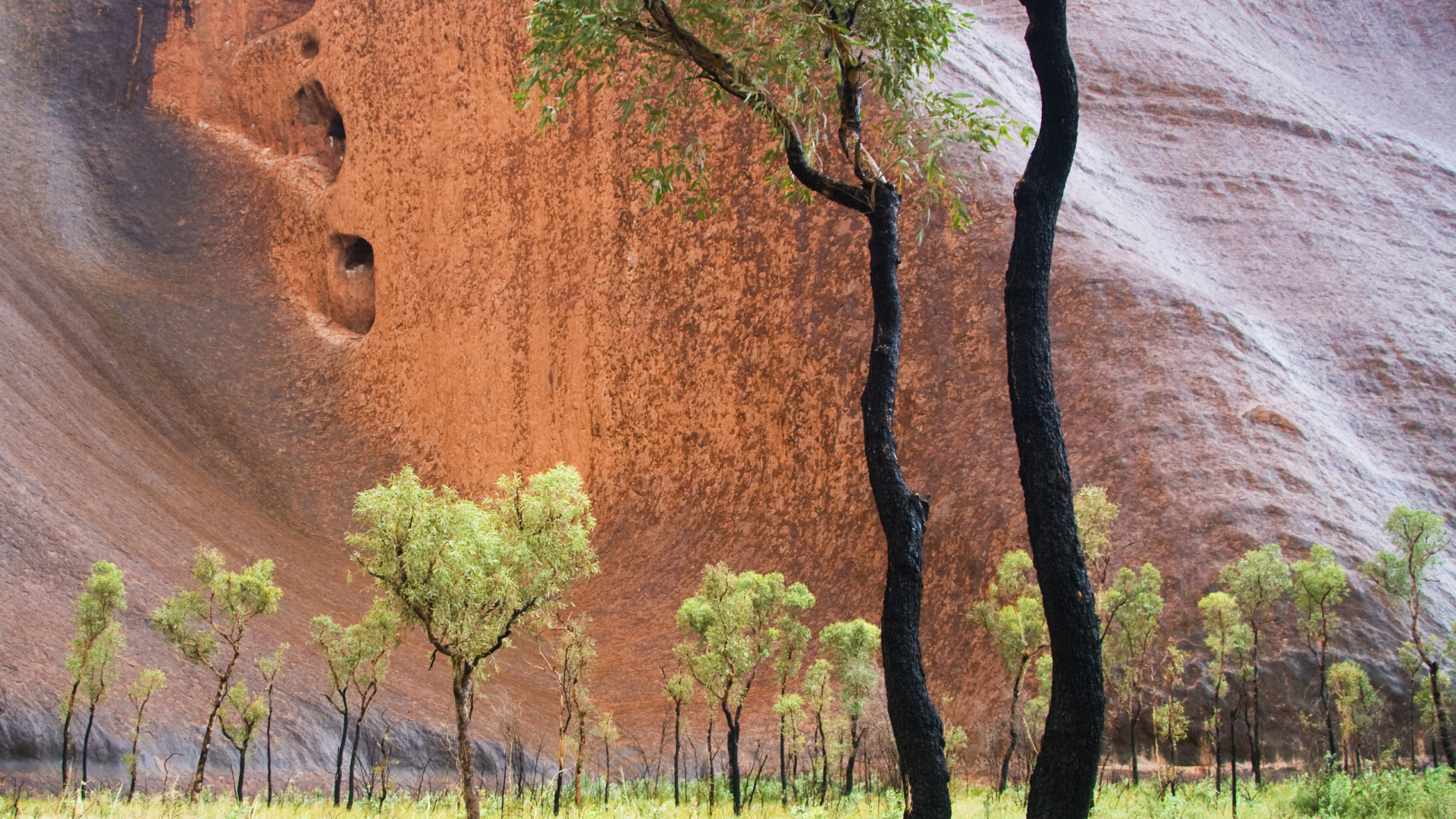 Обои растительность, Улуру, Аэропорт Айерс-Рок, дерево, древесные растения в разрешении 1920x1080